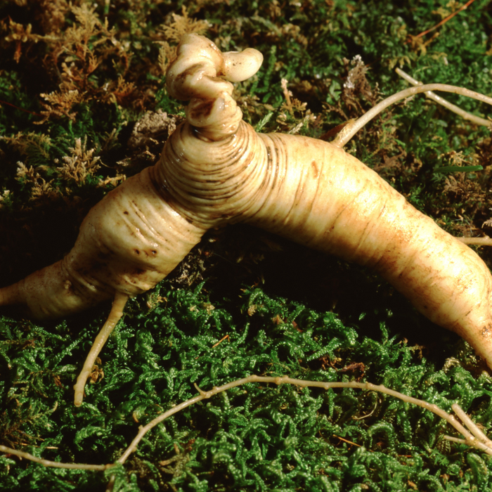 "Unlocking the Power of Ginseng: Health Benefits, Uses, and Scientific Insights"