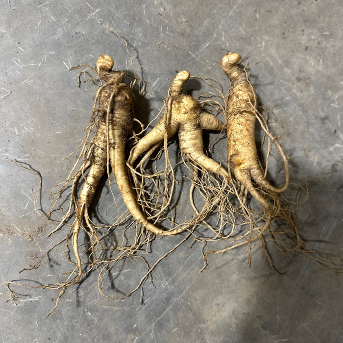 American Ginseng Rootlets | Ginseng Transplant Roots, Shipping in September