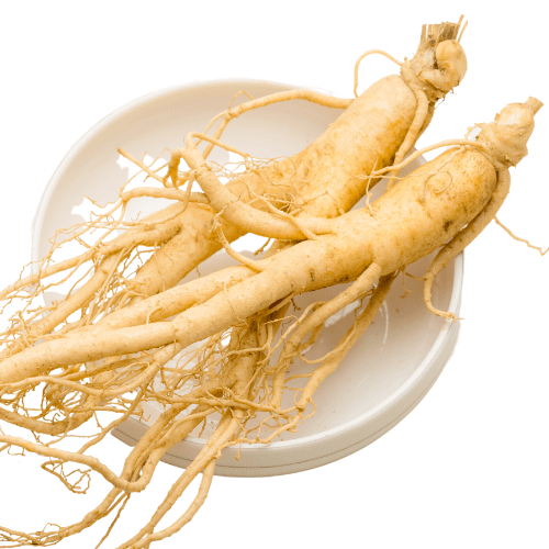 Fresh Ginseng for Sale