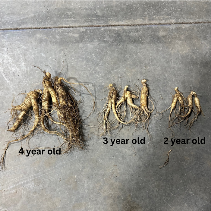 American Ginseng Rootlets | Ginseng Transplant Roots, Shipping in September