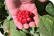 Ginseng Seeds